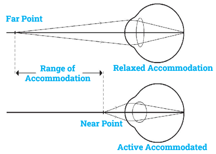 Components of Accommodation of eye