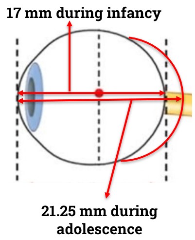 Coordinated changes with Axial Length during Emmetropization Process