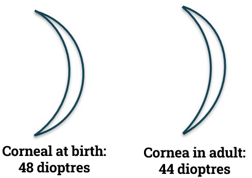 Coordinated changes with Corneal curvature during Emmetropization Process