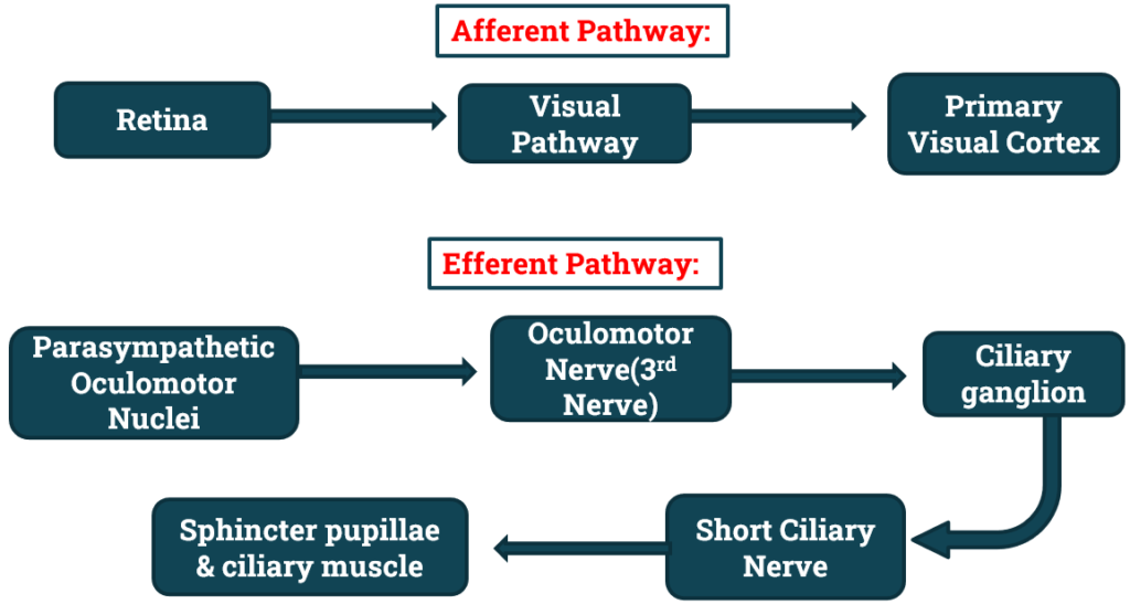 Mechanism of Accommodation of eye