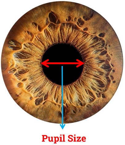 Pupil Size