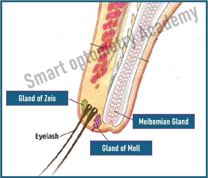 Glands of Eyelids