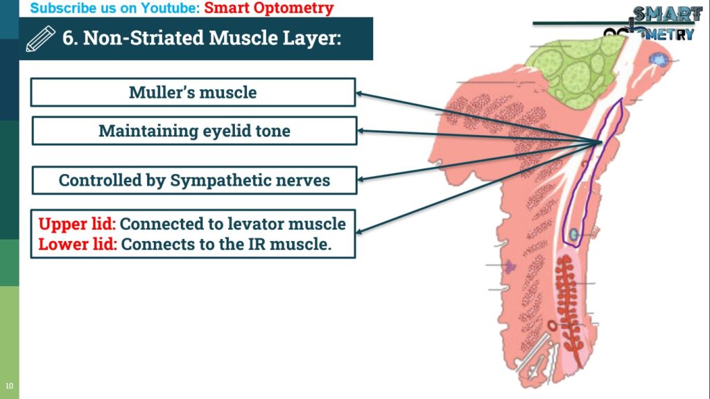 Non-Striated Muscles layer of Eyelids (Structure of Eyelids)