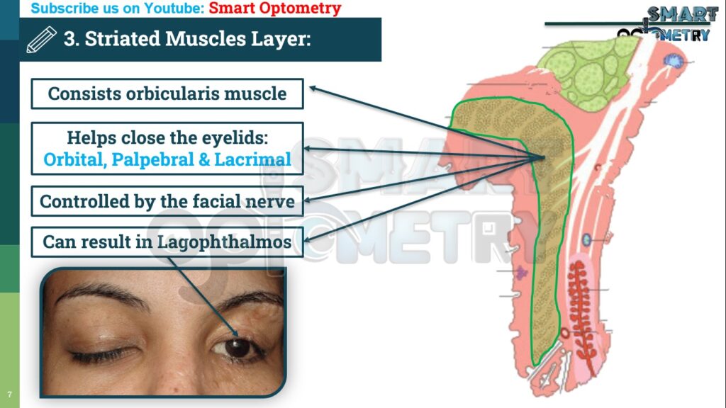 Striated Muscles Layer of (Structure of Eyelids)