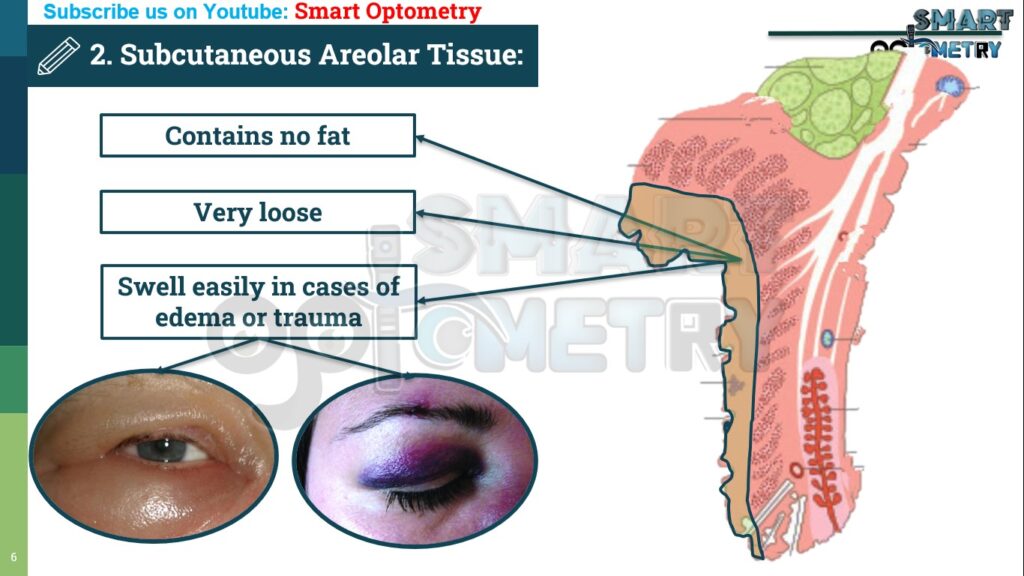 Subcutaneous Areolar Tissue layer of Eyelids (Structure of Eyelids)