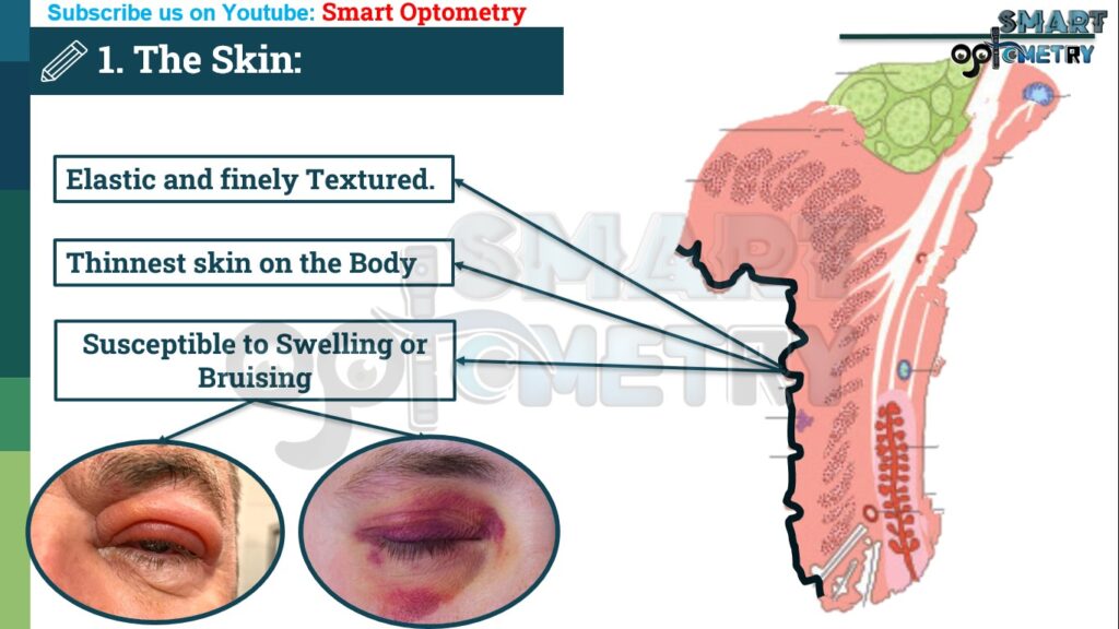 The skin of Eyelids (Structure of Eyelids)