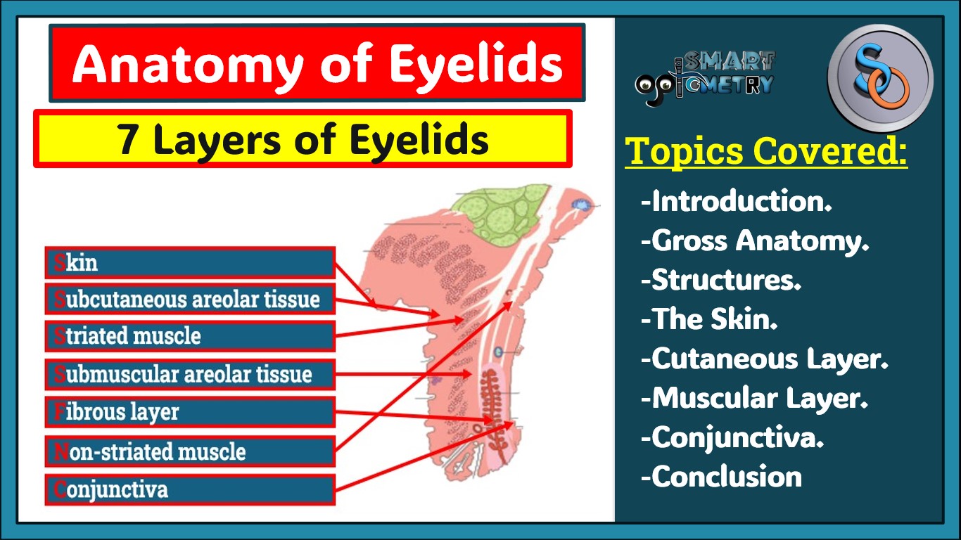 Blog- Anatomy of Eyelids (Structures of Eyelids)